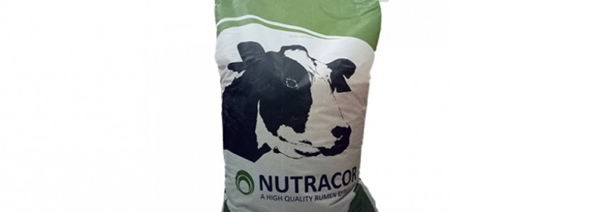 NUTRACOR: Bổ sung năng lượng cho bò cao sản